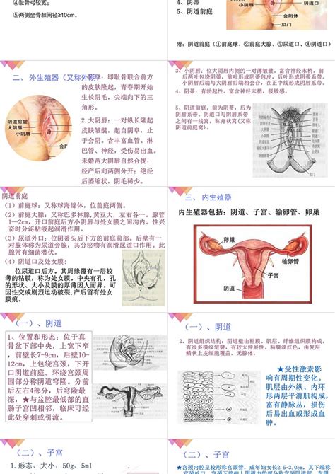 女人生殖器|解剖学高清图谱 女性生殖系统